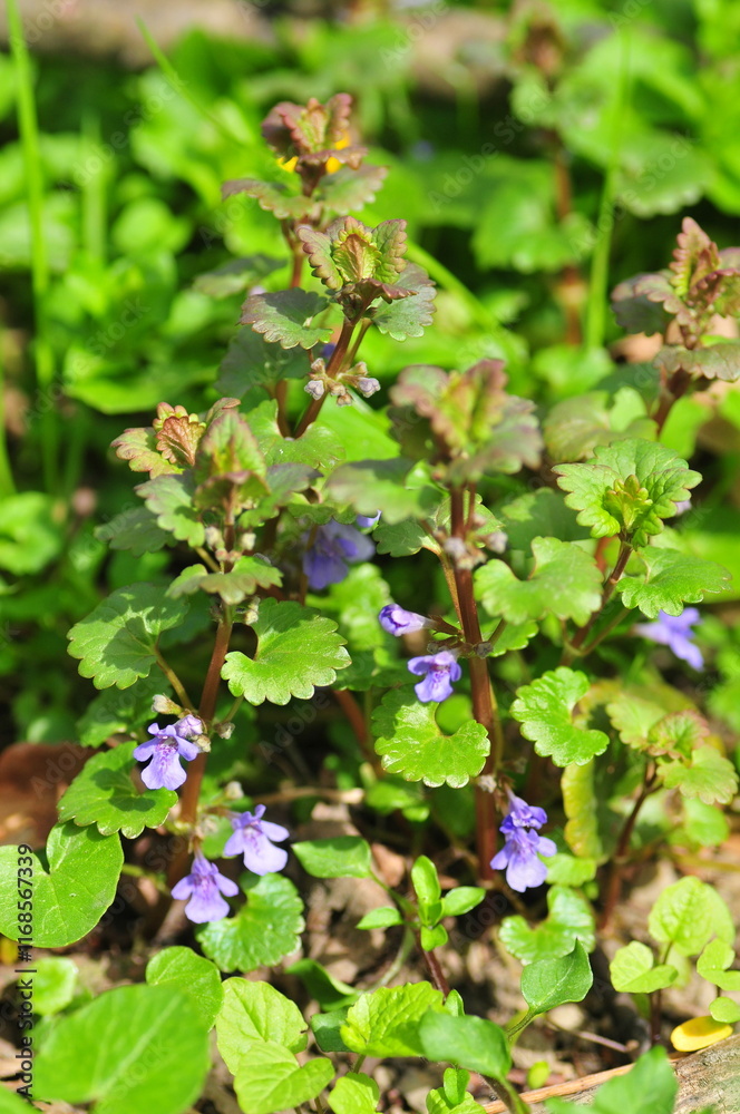Glechoma hederacea Glechoma hederacea
