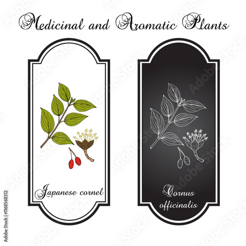 Japanese cornel or cornelian cherry (Cornus officinalis), edible and medicinal plant. Hand drawn vector illustration