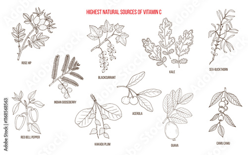Best sources of Vitamin C. Collection of edible and medicinal plant