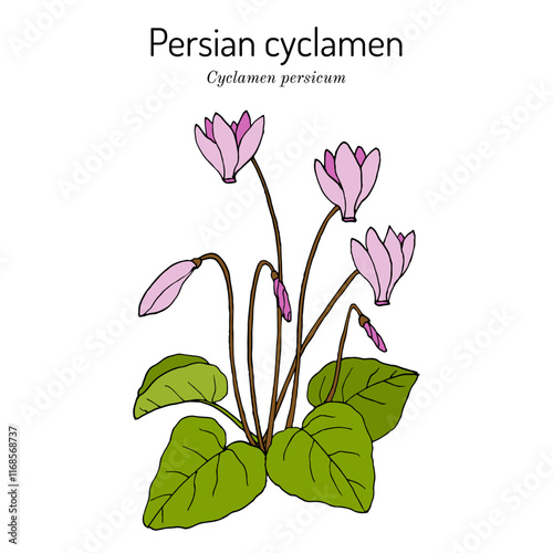 Persian cyclamen (cyclamen persicum), ornamental plant