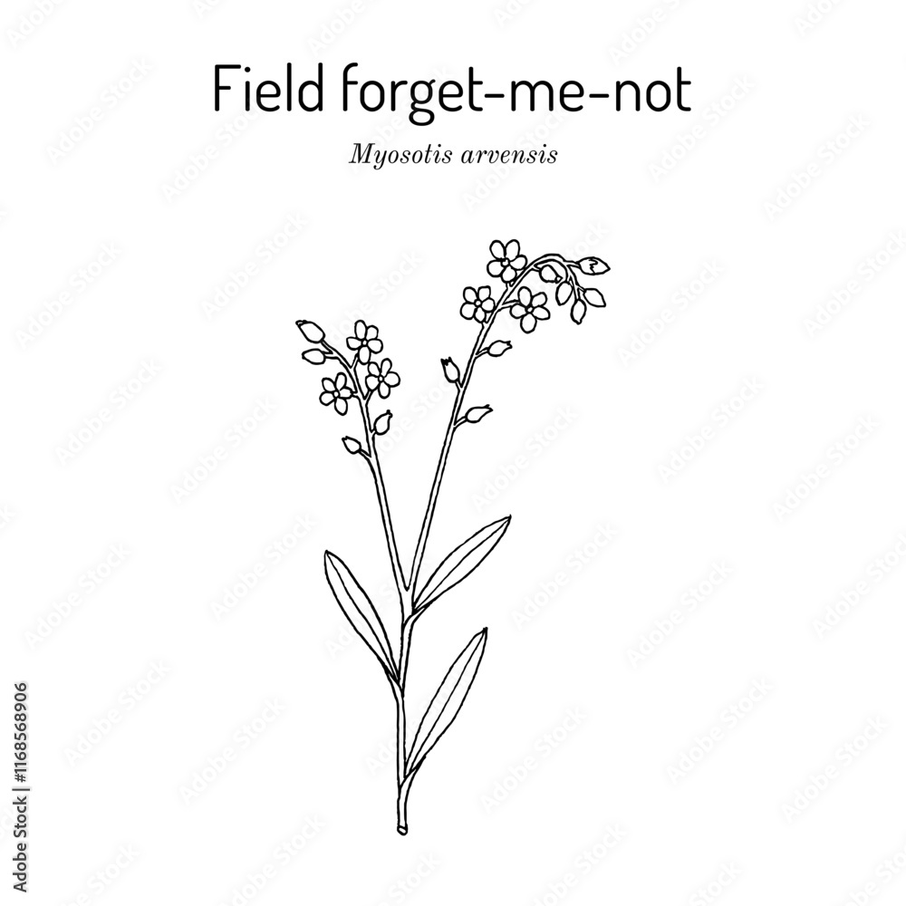 Field forget-me-not (Myosotis arvensis), ornamental and medicinal plant Field forget-me-not (Myosotis arvensis), ornamental and medicinal plant