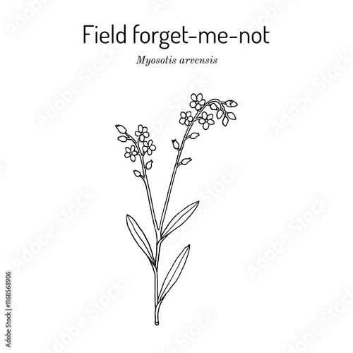 Field forget-me-not (Myosotis arvensis), ornamental and medicinal plant