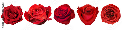 Foto PNG Valentine's red rose, element set on transparent background