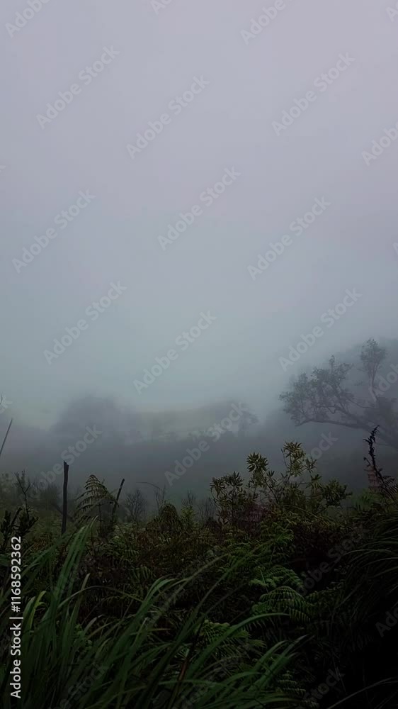 Dry tree branch on a grey nature sky and fog background. Mysterious and Halloween theme background.. vertical video. Winter Dry tree branch on a grey nature sky and fog background. Mysterious and Halloween theme background.. vertical video. Winter
