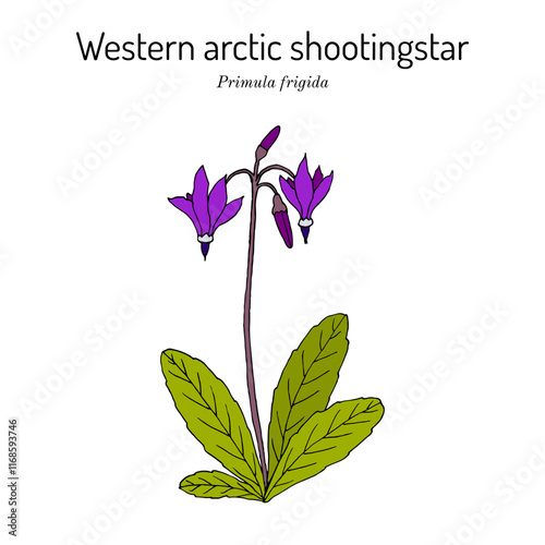 Western arctic shootingstar (Primula frigida, or Dodecatheon frigidum), arctic flowering plant