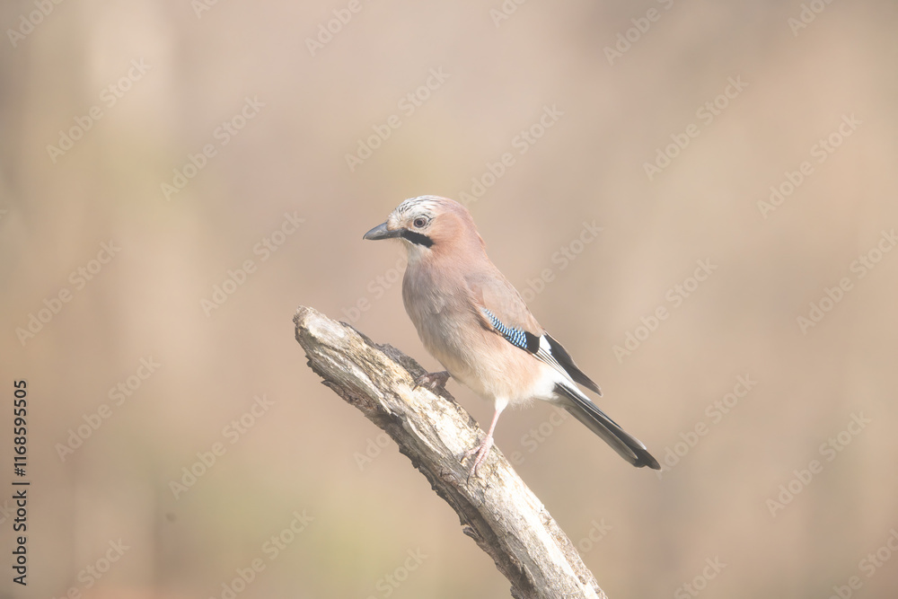 Fototapeta premium Fauna selvatica Capanno Nisida Poiana