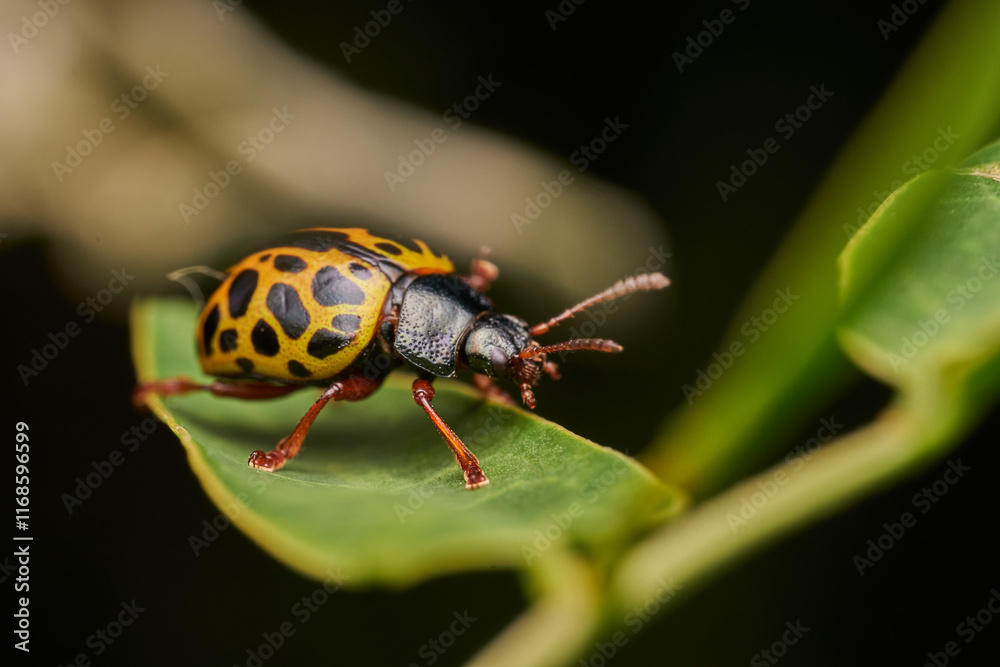 Leopard Beetle Calligrapha polyspila in Natural Habitat Leopard Beetle Calligrapha polyspila in Natural Habitat