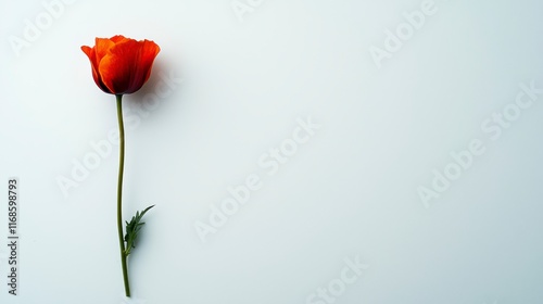 Single Red Flower with Stem on a Minimalist White Background