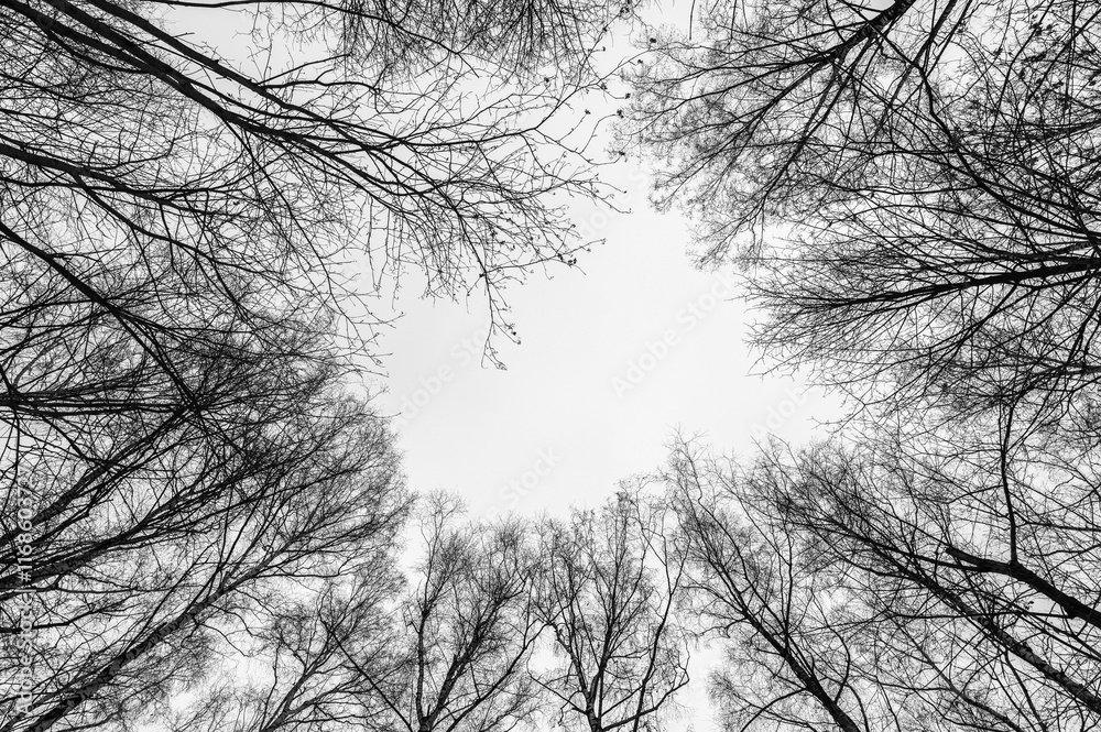 Tree black branch isolated on white. Black and white trees silhouettes on sky background. Bare branches trees in winter. Forest pattern texture. Halloween concept.
