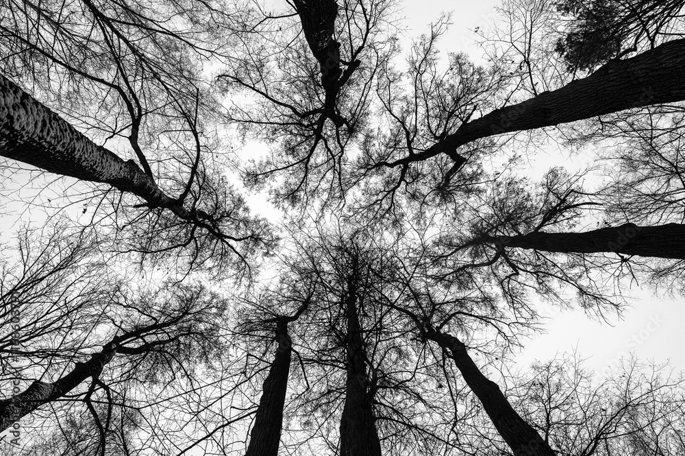 Tree black branch isolated on white. Black and white trees silhouettes on sky background. Bare branches trees in winter. Forest pattern texture. Halloween concept.
