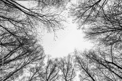 Obraz na płótnie Tree black branch isolated on white. Black and white trees silhouettes on sky background. Bare branches trees in winter. Forest pattern texture. Halloween concept. w salonie
