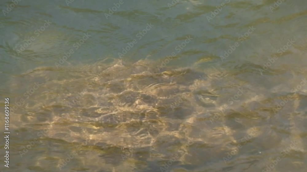 Sparkling water ripples on the edge of the river.Water movement.Abstract patterns and textures.Environmental and natural concepts.Copy space for text.Real time raw video no edit.Footage 4K,60Fps Sparkling water ripples on the edge of the river.Water movement.Abstract patterns and textures.Environmental and natural concepts.Copy space for text.Real time raw video no edit.Footage 4K,60Fps