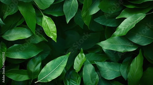 Wallpaper Mural Lush Green Leaves Over Dark Background, Natural Texture and Fresh Foliage Display Torontodigital.ca