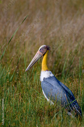 lesser adjutant photo