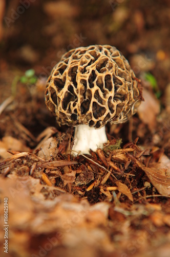 Champignon morille photo