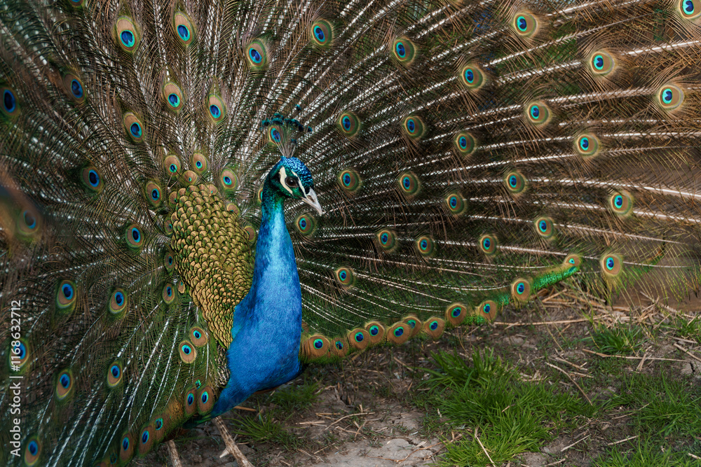 Obraz premium Majestic Peacock Displaying Its Vibrant Plumage in Nature