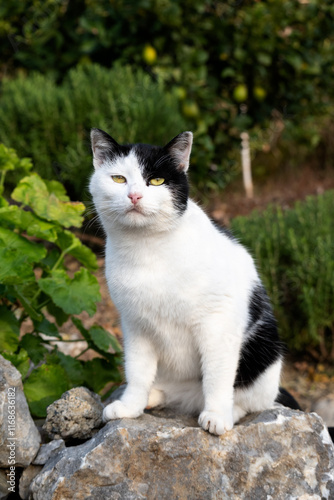 Beautiful black and white cat in the garden
