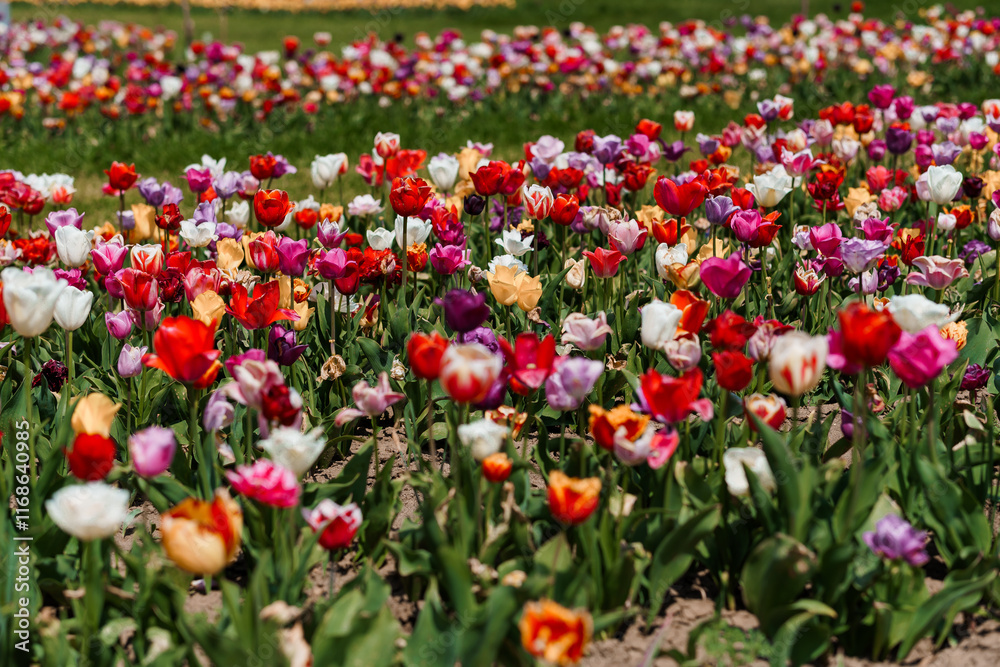 Vibrant Tulip Field in Full Bloom Under Bright Spring Sunlight Vibrant Tulip Field in Full Bloom Under Bright Spring Sunlight