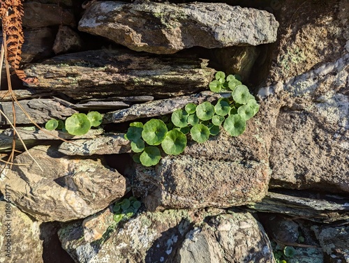 A closeup view of a rock wall in Wales gowing a Marsh Pennywort with beautiful round green leaves.  photo