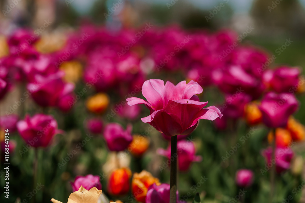 Vibrant Tulip Field Showcasing A Spectrum Of Colors In Bloom Vibrant Tulip Field Showcasing A Spectrum Of Colors In Bloom