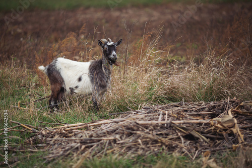 Fototapeta Naklejka Na Ścianę i Meble -  A horned goat stands in a grass patch on a farm outside the city. autumn time. Goats are excellent animals that provide milk, which makes delicious cheese. Farming is very hard work.