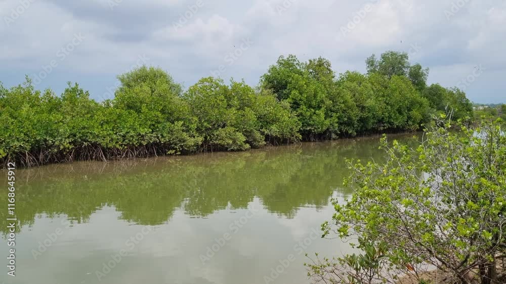 View of the mangrove forest on the river bank with gently flowing water in the day at Pamekasan, Indonesia View of the mangrove forest on the river bank with gently flowing water in the day at Pamekasan, Indonesia