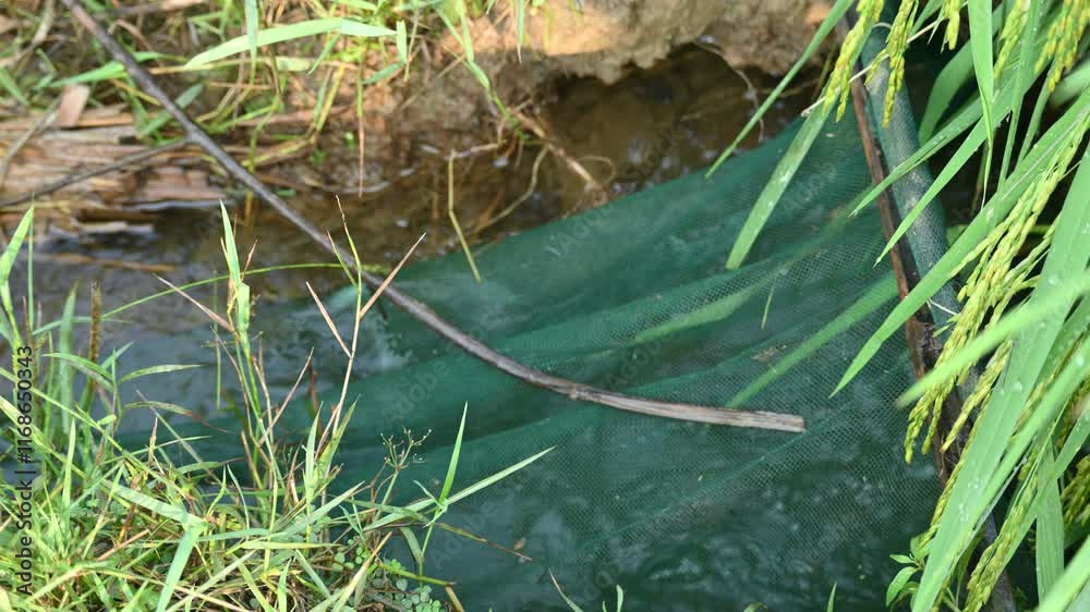 Fishing with nets. Fish are caught by throwing nets in the flowing water from the edge of the rice field. This is a traditional method of fishing in India. This is a very easy method of fishing.