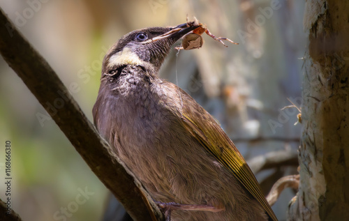 A Lewin's Honeyeater with a spider in its beak photo