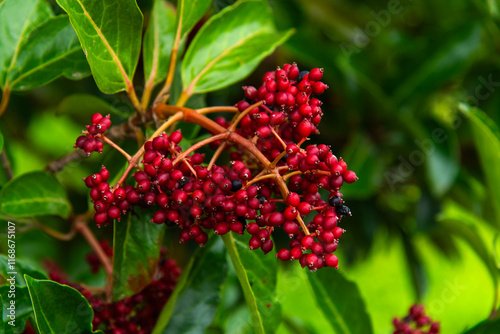 fruits of viburnum tree in autumn photo