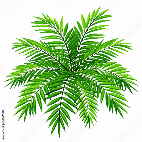 Chamaedorea vector illustration (4)