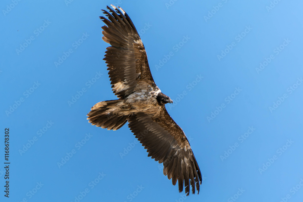 Obraz premium Bearded vulture, living in the Italian Alps