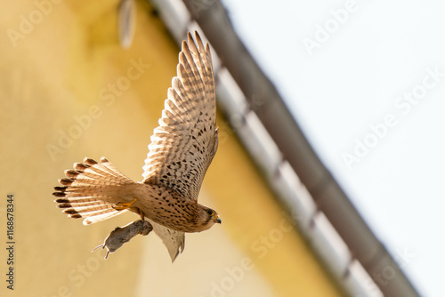 Foto Common kestrel, during the nesting season