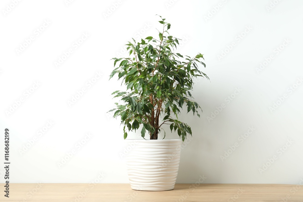 Fototapeta premium Beautiful lush houseplant Ficus Benjamina in a pot on table
