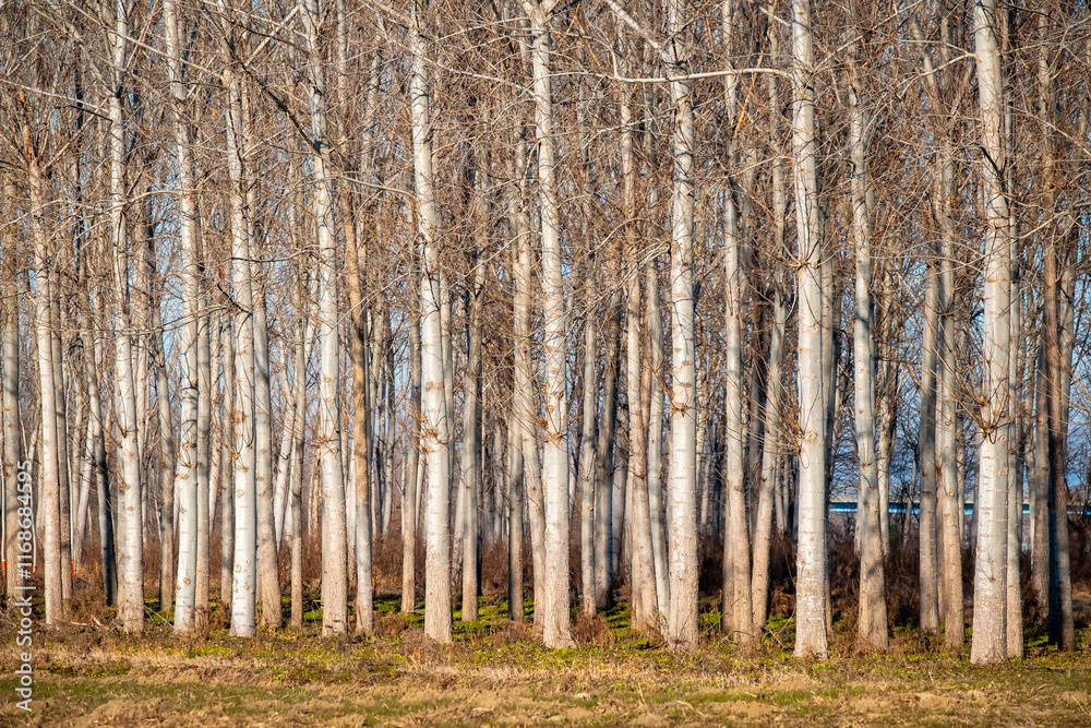 Poplar woods, used for construction wood, cultivated in the Padana Plan (Northern Italy, between the Novara, Pavia and Vercelli Province), during wintertime. Poplar woods, used for construction wood, cultivated in the Padana Plan (Northern Italy, between the Novara, Pavia and Vercelli Province), during wintertime.