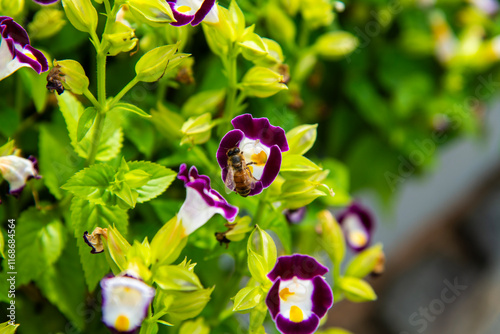 wishbone flower and bee