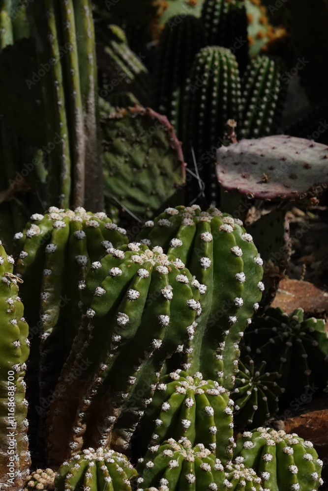 Close up of cactus Close up of cactus