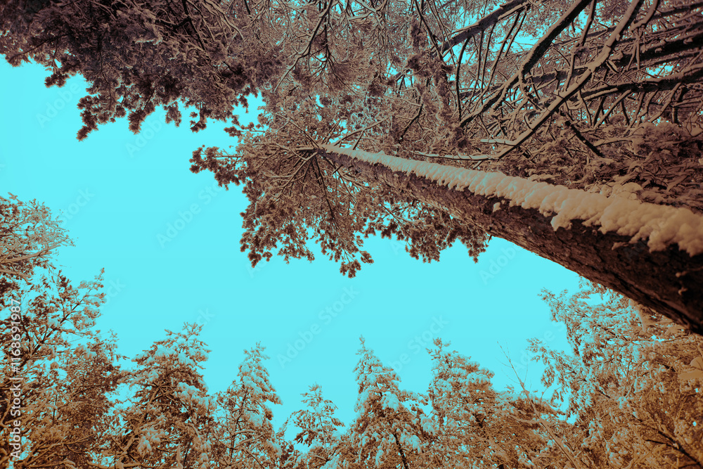 Rural winter landscape. Pine trees in snow. Bottom-up view