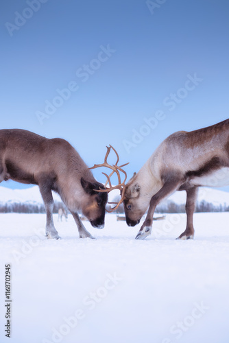Canvas Print Reindeers in Scandinavia