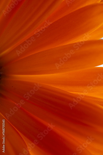 beautiful orange calendula in the garden in springtime, pot marigold