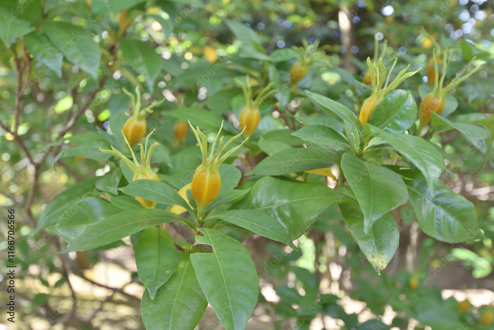 Fototapeta premium 建仁寺の梔子の実