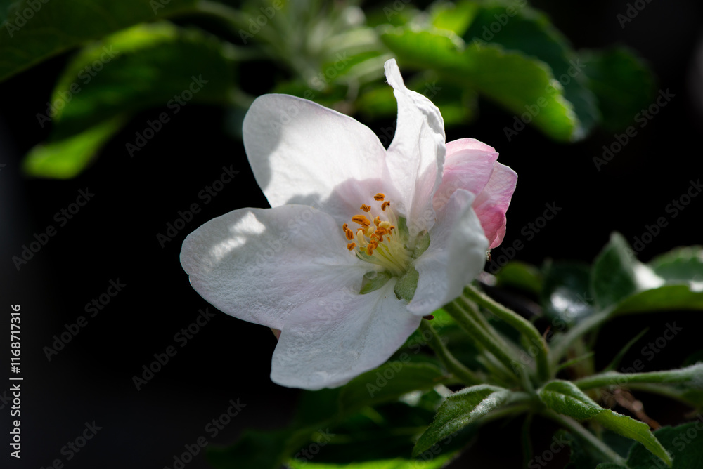 Decorative Apple Tree blossoms in the garden in spring. Beautiful pink flowers of decorative apples under sunlight. Floral spring romantic background. Decorative Apple Tree blossoms in the garden in spring. Beautiful pink flowers of decorative apples under sunlight. Floral spring romantic background.
