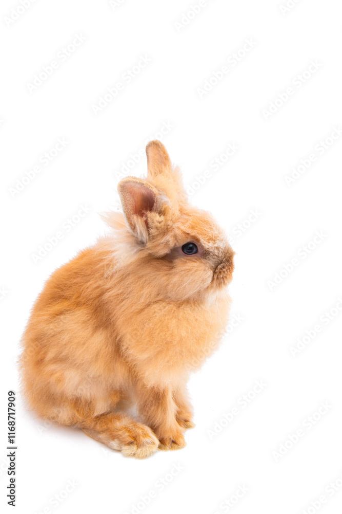 Obraz premium easter live bunny isolated