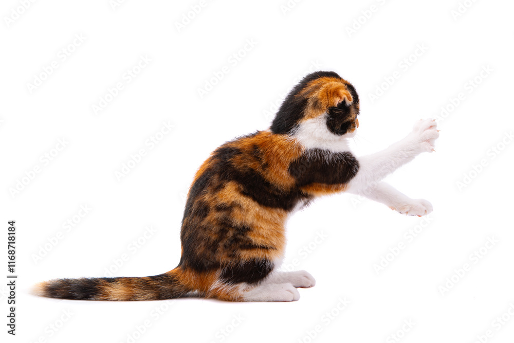 Fototapeta premium tricolor cat isolated