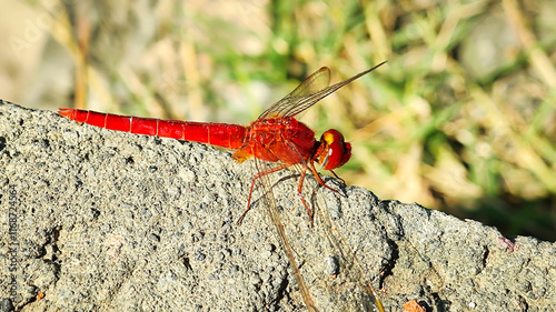 Red dragonfly (Crocothemis servilia) perched on the tip of a leaf in a rice field photo