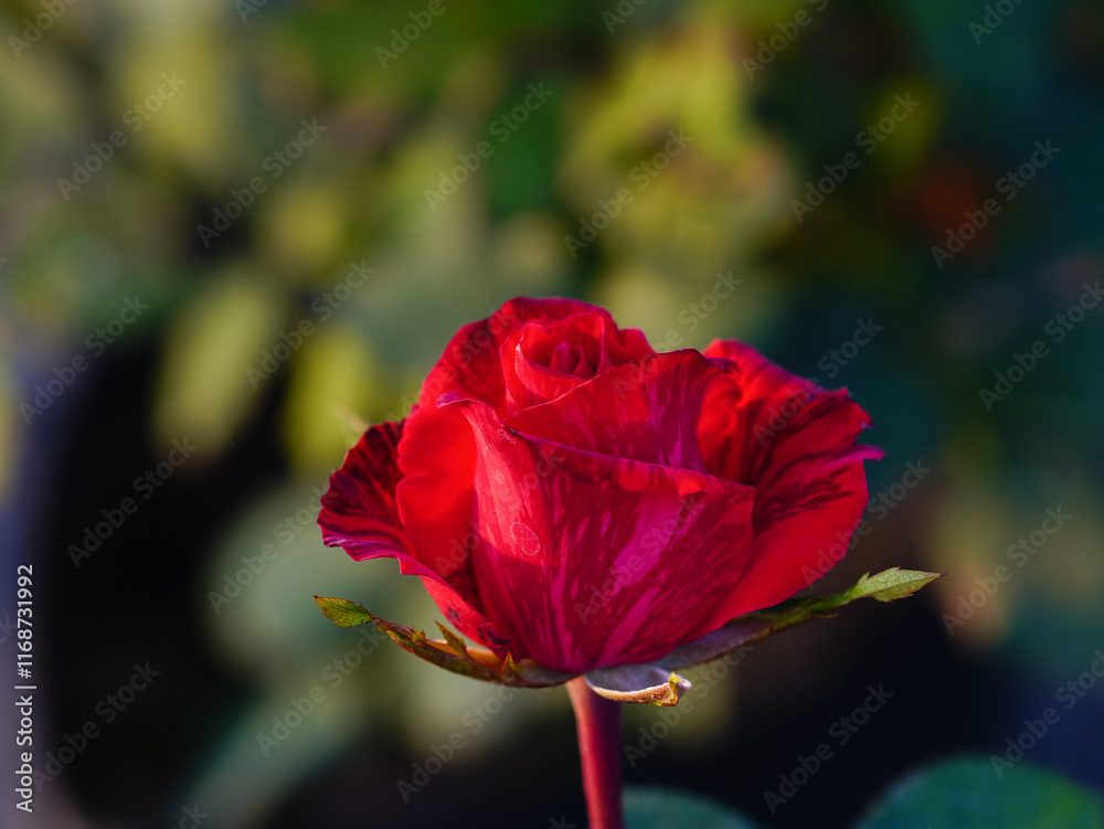 Fototapeta premium Red rose isolated on natural background