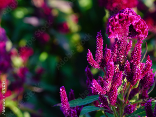 Celosia Cristata Cut Flower photo