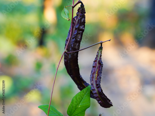 Purple winged bean (Psophocarpus tetragonolobus) on natural background. photo