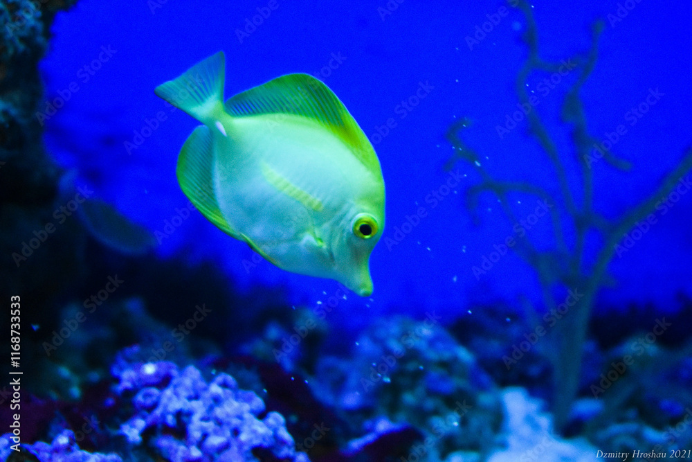 Fototapeta premium Fish