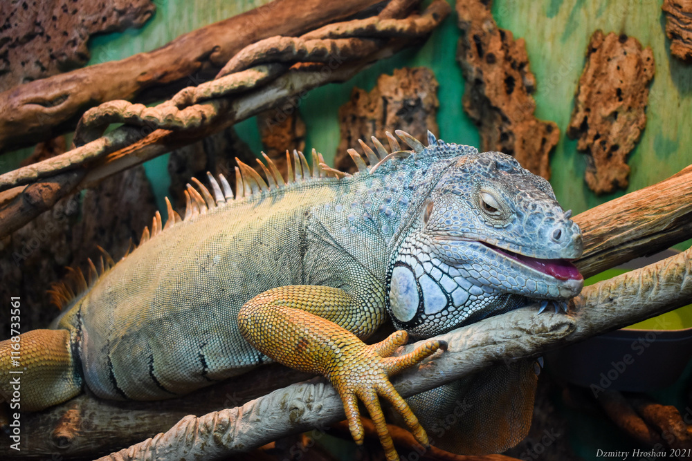 Lizard Lizard