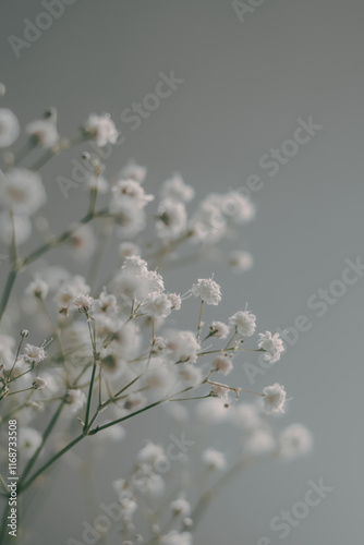 White Gypsophila Flower in Bloom 